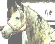 Использование лошади в жизнедеятельности человека Значение лошади в жизни человека